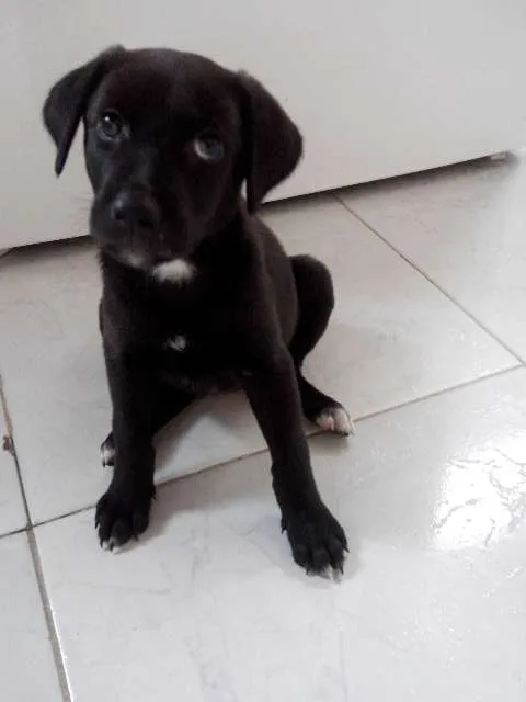 Cachorro ra a SRD idade Abaixo de 2 meses nome Black Frida