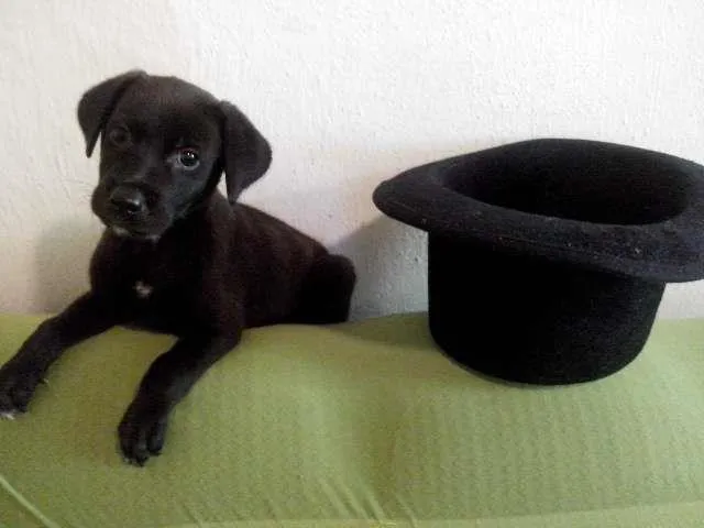 Cachorro ra a SRD idade Abaixo de 2 meses nome Black Frida