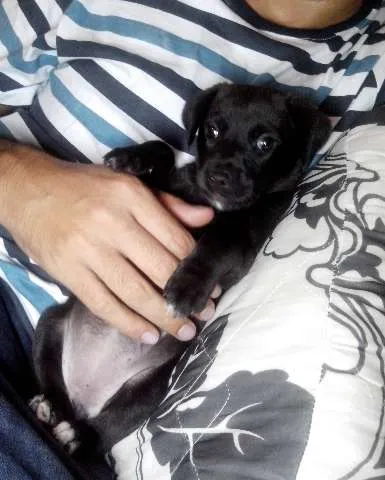 Cachorro ra a SRD idade Abaixo de 2 meses nome Black Frida