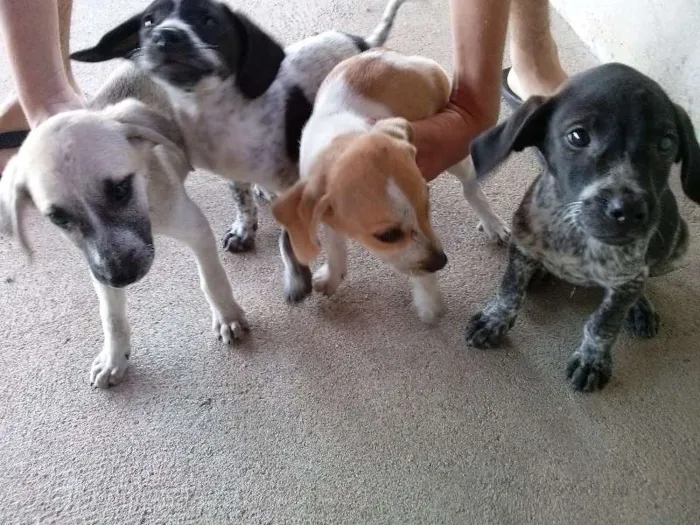 Cachorro ra a SRD idade Abaixo de 2 meses nome sem nome