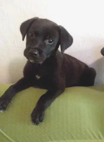 Cachorro ra a SRD idade Abaixo de 2 meses nome Black Frida