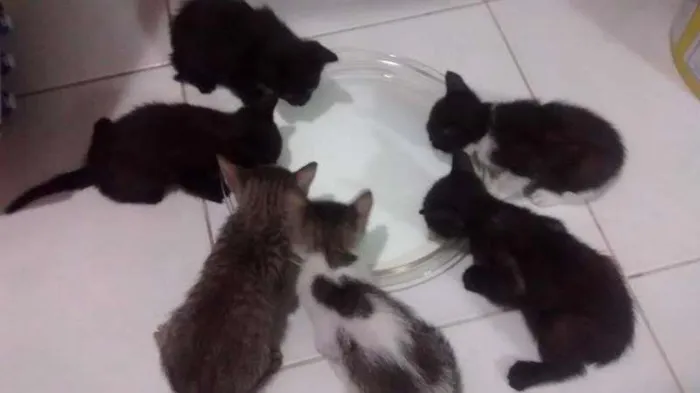 Gato ra a  idade 7 a 11 meses nome Filhotinhos
