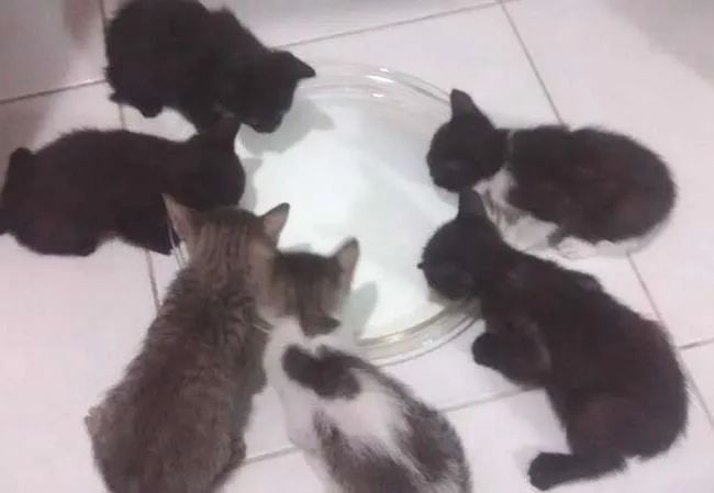 Gato ra a  idade 7 a 11 meses nome Filhotinhos