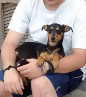 Cachorro ra a vira lata idade 1 ano nome Tata