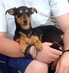 Cachorro ra a vira lata idade 1 ano nome Tata
