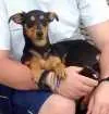 Cachorro raça vira lata idade 1 ano nome Tata