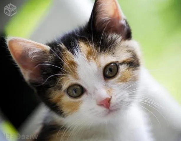 Gato ra a comum idade 2 a 6 meses nome vitoria e pretinho