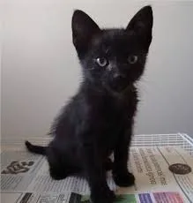 Gato ra a comum idade 2 a 6 meses nome vitoria e pretinho