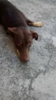 Cachorro raça SRD idade 1 ano nome Menino