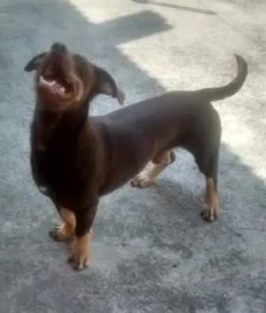 Cachorro raça SRD idade 1 ano nome Menino