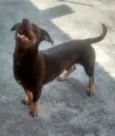 Cachorro raça SRD idade 1 ano nome Menino