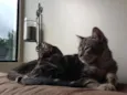 Pacato e MaryJane