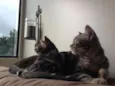Pacato e MaryJane