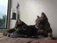 Pacato e MaryJane