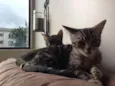 Pacato e MaryJane