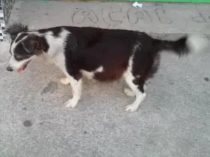 Cachorro raça vira lata idade 4 anos nome Pretinha