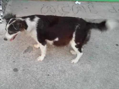 Cachorro ra a vira lata idade 4 anos nome Pretinha