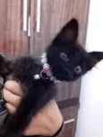 Gatinho