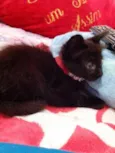 Gatinho