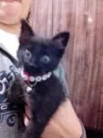 Gatinho