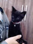 Gatinho