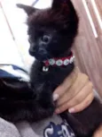 Gatinho