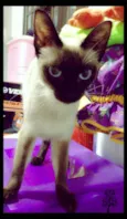 Boneca