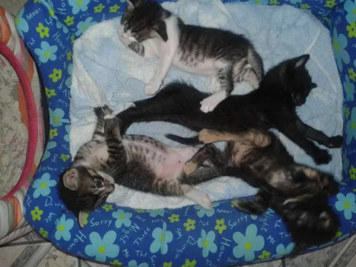 Gato raça SRD idade Abaixo de 2 meses nome sem nomes