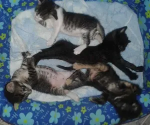 Gato raça SRD idade Abaixo de 2 meses nome sem nomes