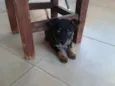 toy
