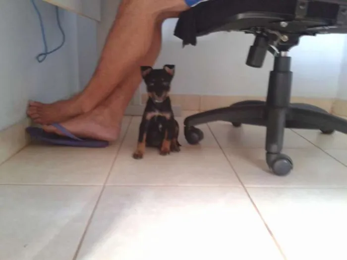 Cachorro ra a Maltês idade Abaixo de 2 meses nome toy