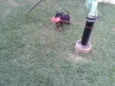 toy