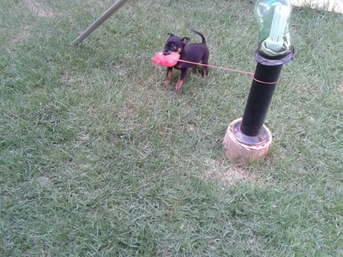 Cachorro ra a Maltês idade Abaixo de 2 meses nome toy