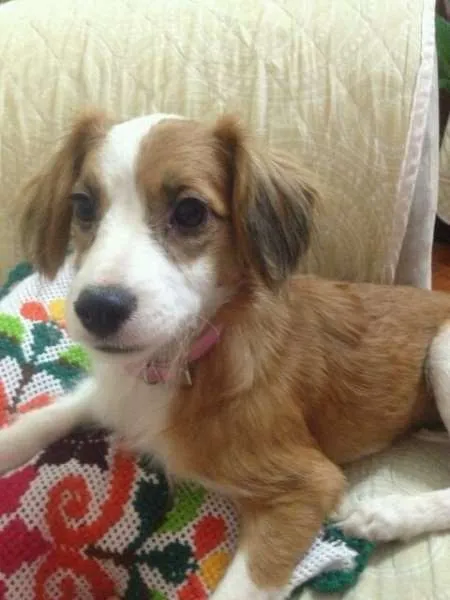 Cachorro ra a srd idade 1 ano nome Nininha