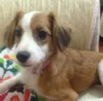 Nininha