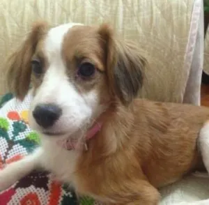 Cachorro raça srd idade 1 ano nome Nininha