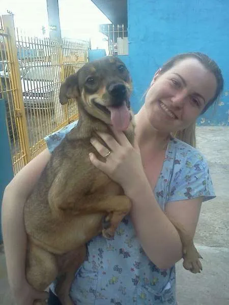 Cachorro ra a SRD idade 1 ano nome Abelhinha