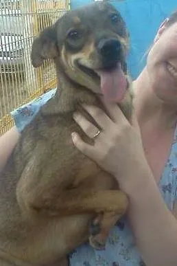 Cachorro raça SRD idade 1 ano nome Abelhinha