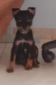 toy