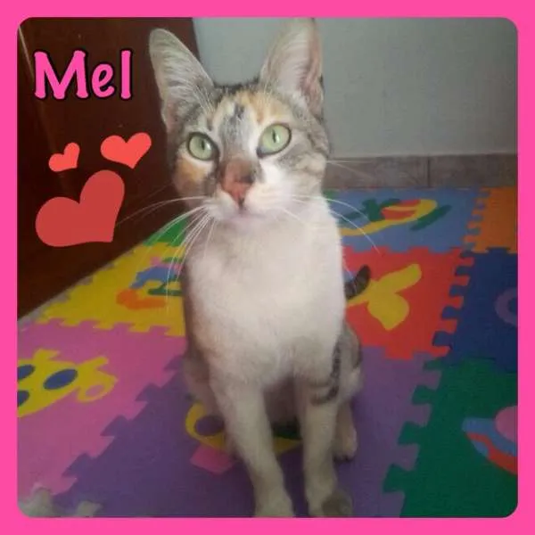 Gato ra a SRD idade 1 ano nome Mel