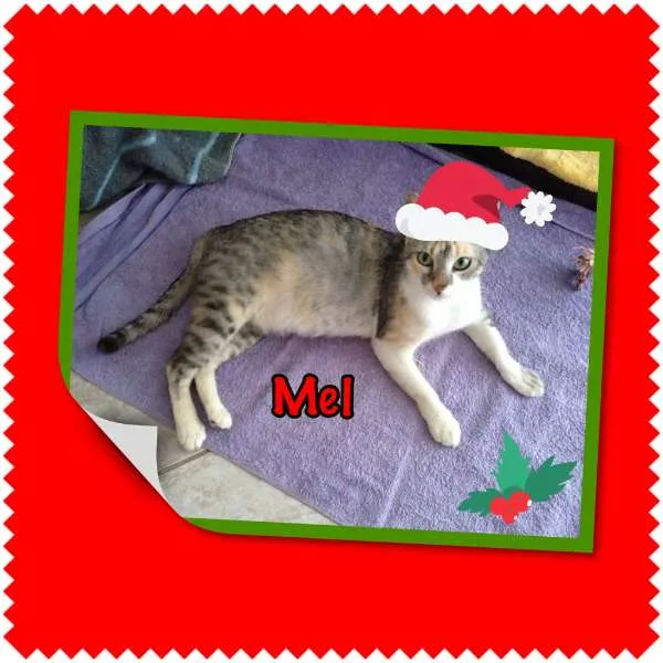 Gato ra a SRD idade 1 ano nome Mel
