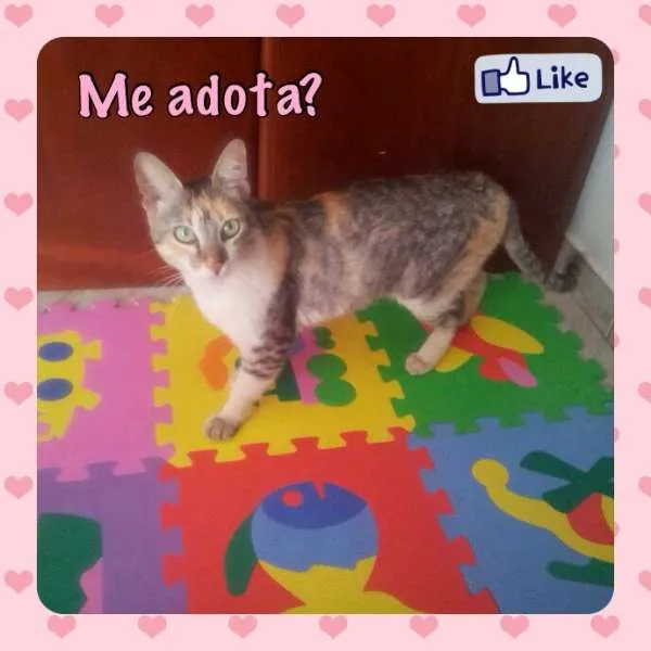 Gato ra a SRD idade 1 ano nome Mel