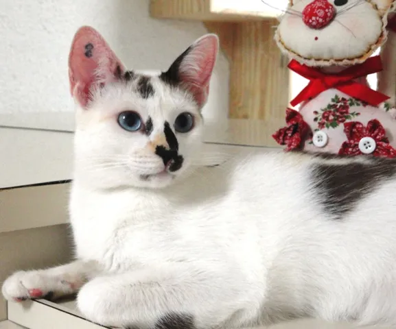 Gato ra a SRD idade 7 a 11 meses nome Millie