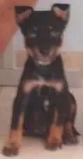 Cachorro ra a Maltês idade Abaixo de 2 meses nome toy