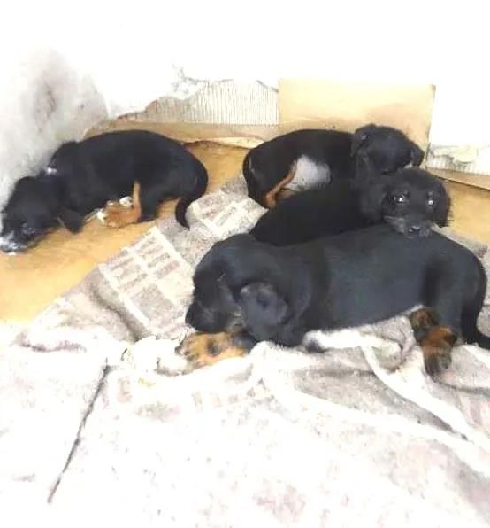 Cachorro ra a VL com bacê idade Abaixo de 2 meses nome sem nome