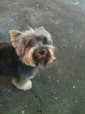 Cachorro ra a yorkishire idade 5 anos nome cookie GRATIFICA