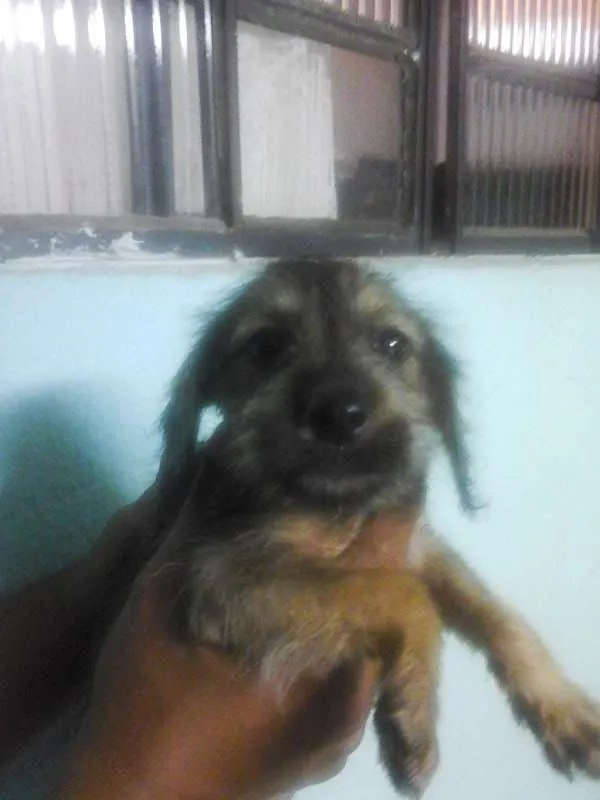 Cachorro ra a Vira Lata idade 2 a 6 meses nome sem nome