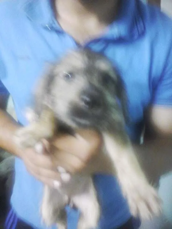 Cachorro ra a Vira Lata idade 2 a 6 meses nome sem nome