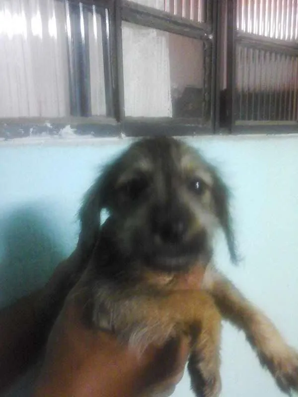 Cachorro ra a Vira Lata idade 2 a 6 meses nome sem nome