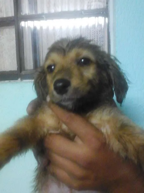 Cachorro ra a Vira Lata idade 2 a 6 meses nome sem nome